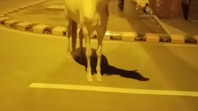 #shorts #viral #new #hourse #trending #ytshorts_ #ytshorts #reels #fyp