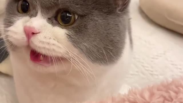 This Cat is Meowing, what did he said?