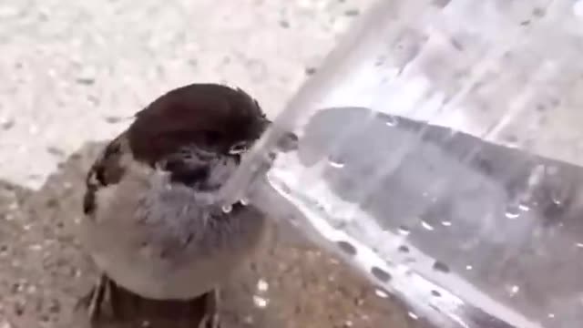 Beautiful bird drinking water in jug 😲😲