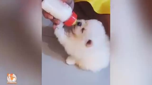 Funny and Cute