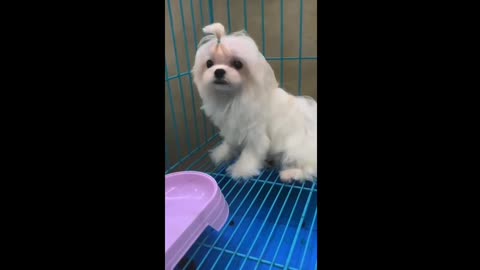 cute happy pretty dog fun