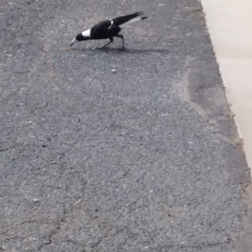 magpie having something on the road