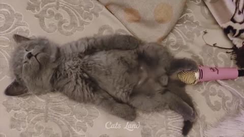 OMG So Cute ♥ Best Funny Cat Videos 2021 #169