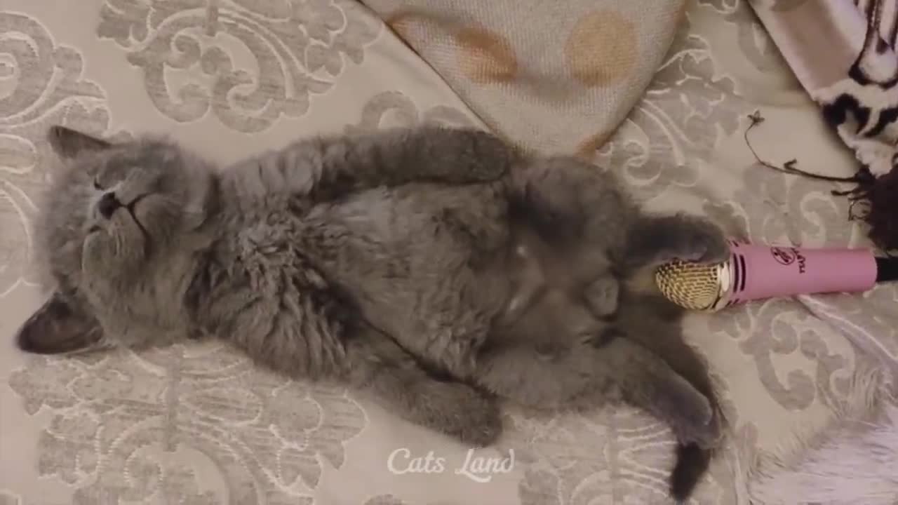 OMG So Cute ♥ Best Funny Cat Videos 2021 #169