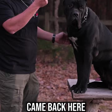 Nature vs. Nurture With Leo, the 10 Month Old Cane Corso
