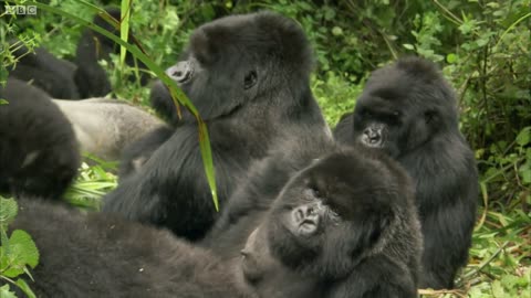 Baby Gorilla Bamboo Feast | Mountain Gorilla | BBC Earth