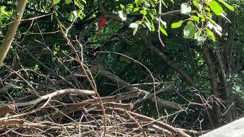 Cardinal feeding juvenile