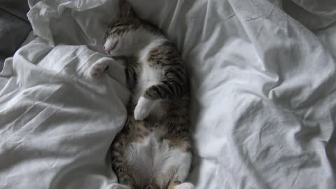 Happy Kitten Dreams