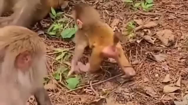 Cute baby monkey