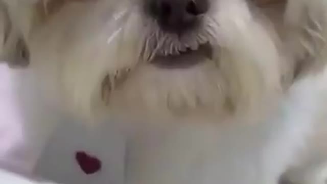 Crazy Funny Dog