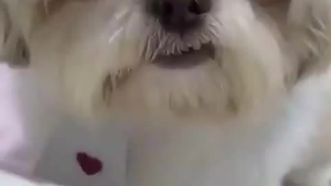 Crazy Funny Dog