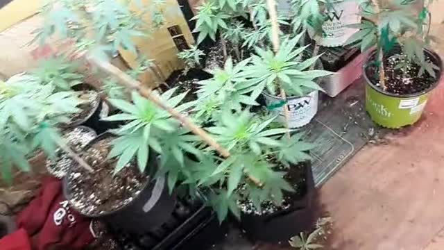 Growing marijuana vegging room vegging cycle