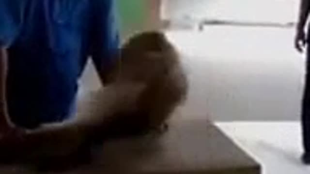 funny monkey video🐵🐵🐵