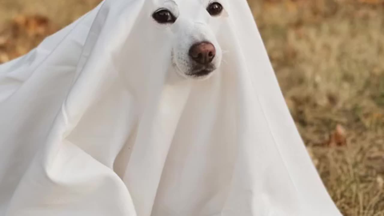 GhostlyGoodBoy, haunting the house with cuteness 👻🐾