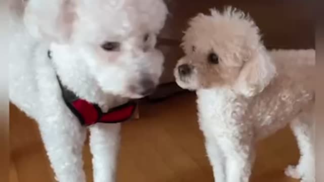 turning a blind eye to Bichon Frise & Poodle