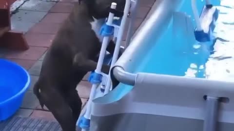 WATCH : Tiny Pup Climbs Boat Ladder. 🐶😍