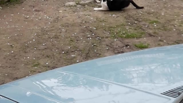 Two cats are playing