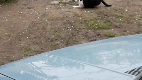 Two cats are playing