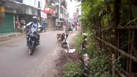 Street dogs fight for Matting 😅 Natun Bazar, Magura