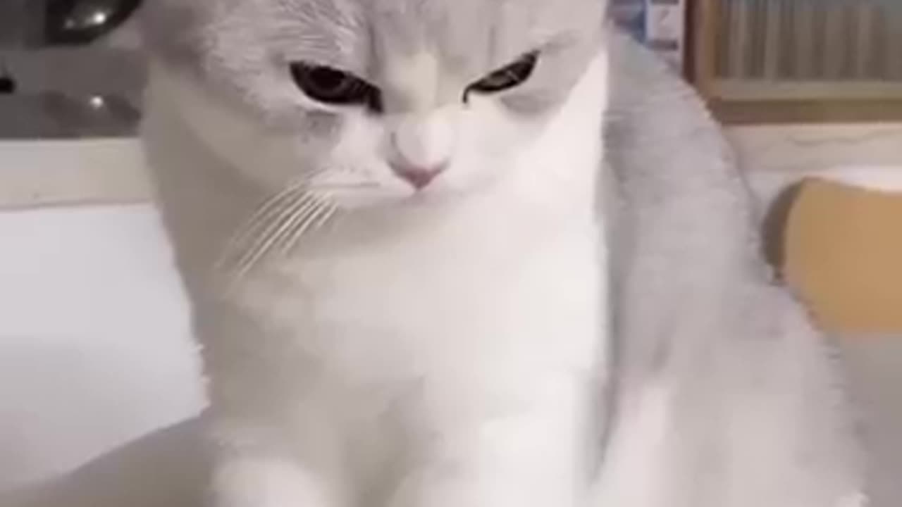 #cat #cute cat #video