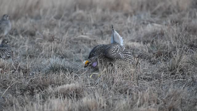 Sharp Tailed Grouse - 04