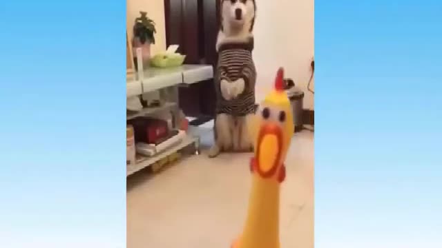 Funny Cats I Cat Funny Best Animal Memes Try Not To Laugh