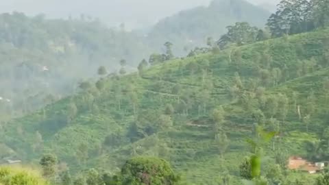 Cheese Rolling (UK)