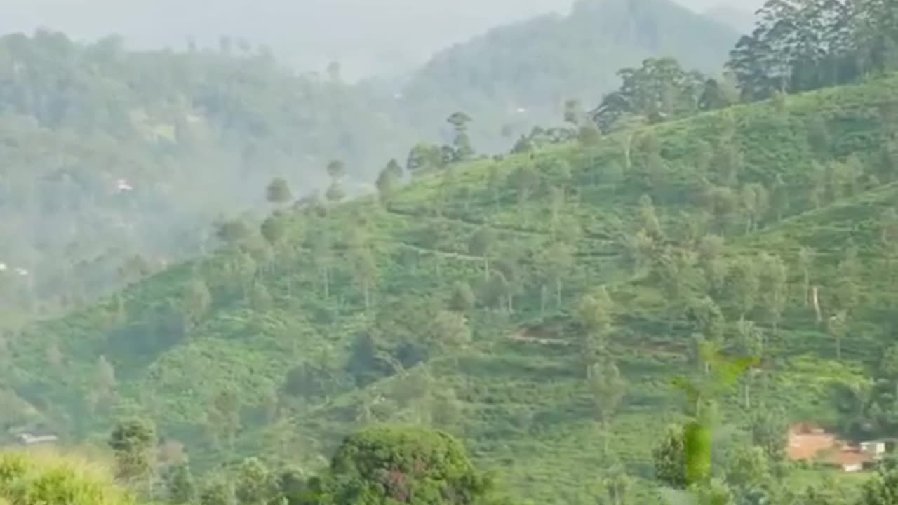 Cheese Rolling (UK)