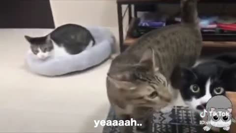 Cats talking !! these cats can speak english better than hooman