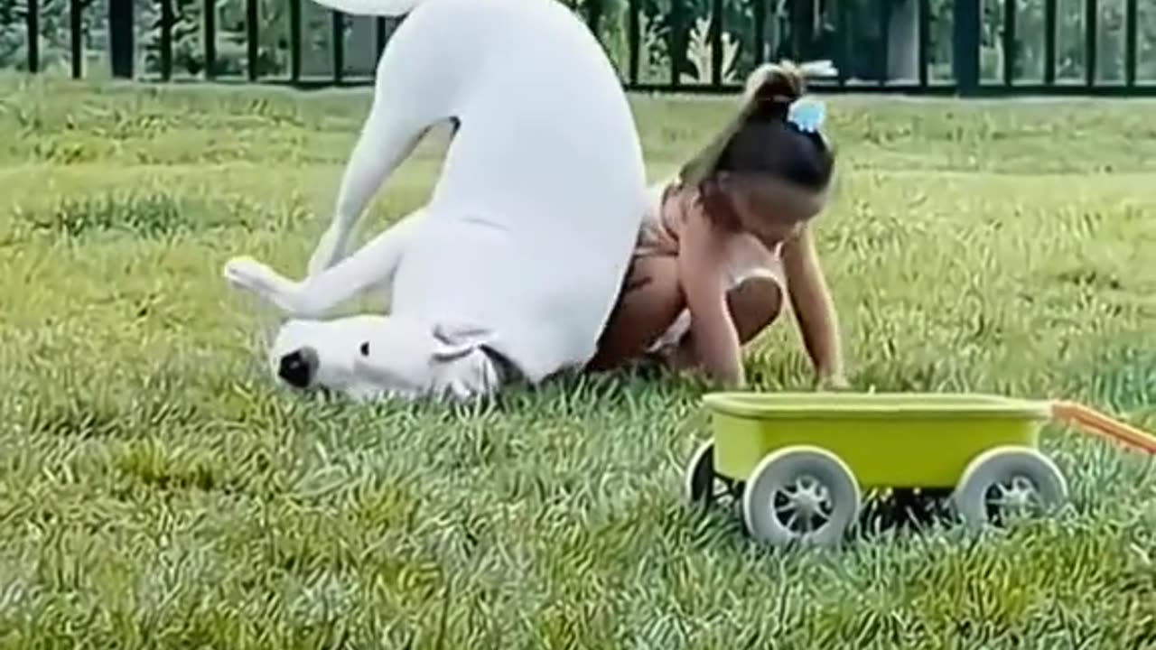 Funny videos