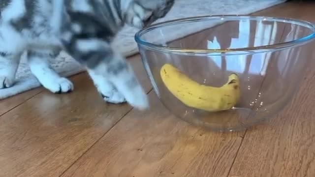 What is trying to do!