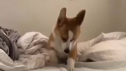 Funniest dog videos