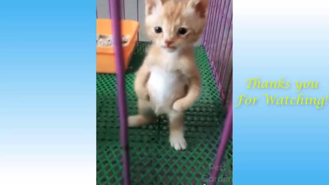 Small cat showing stand up on Only two foot 🐈️