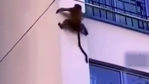 Animals climb outside of a building