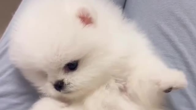 The dog in the cartoon is so cute and obedient that I like it very much