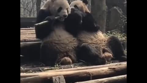 Panda love