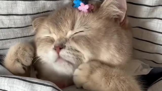 Cute cat while sleeping