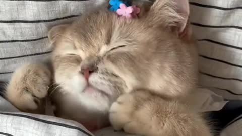 Cute cat while sleeping