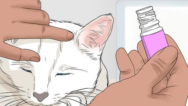 How to calm a Cat in heat