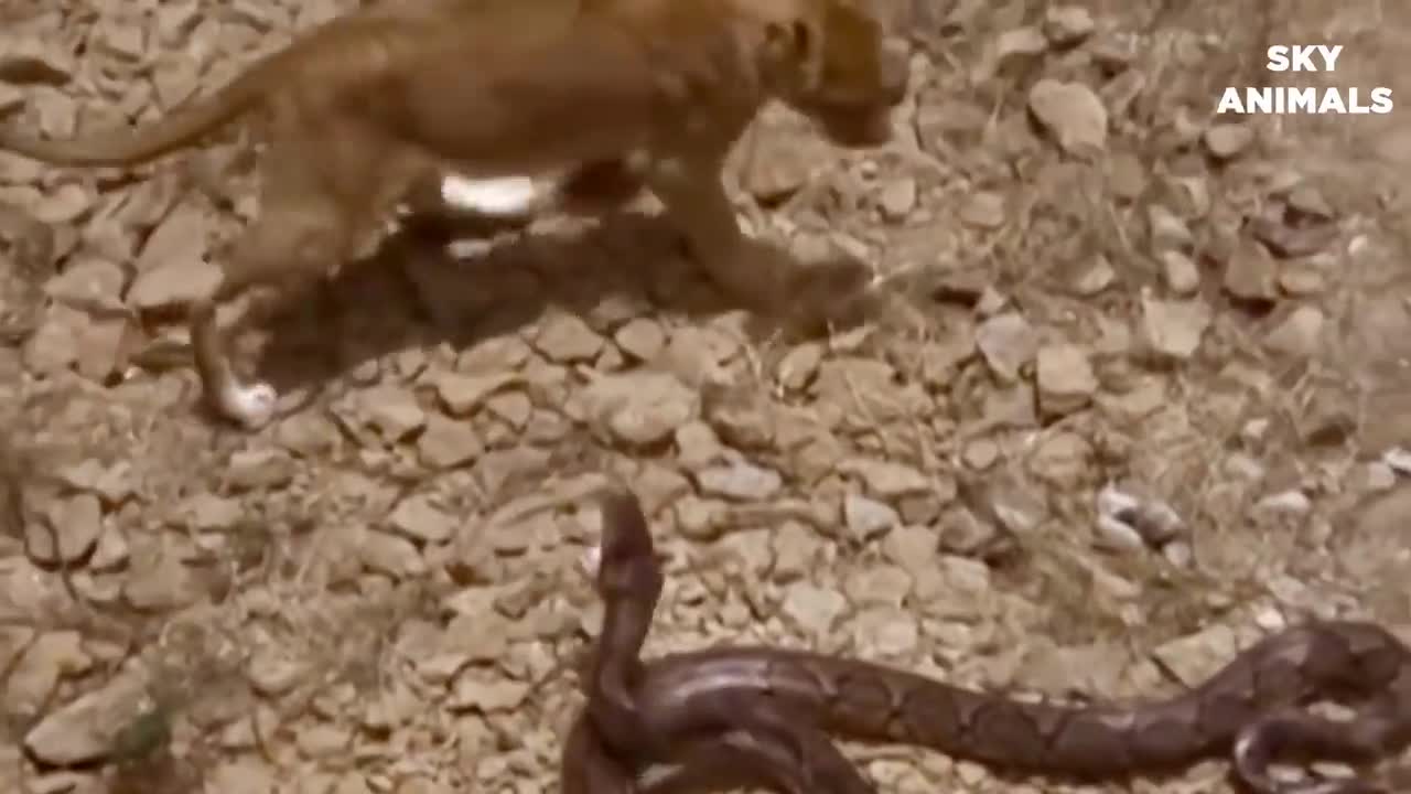 Hungry lion attack 😱😱on snake