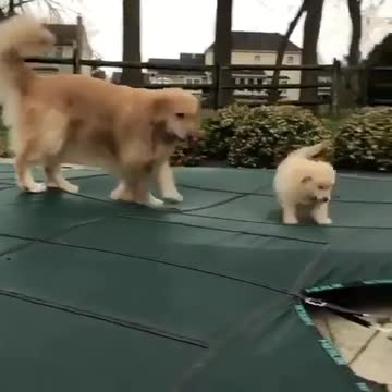 America dogs. 7. Fun. everyday situations. Fun. Exclusive for summer 2021.