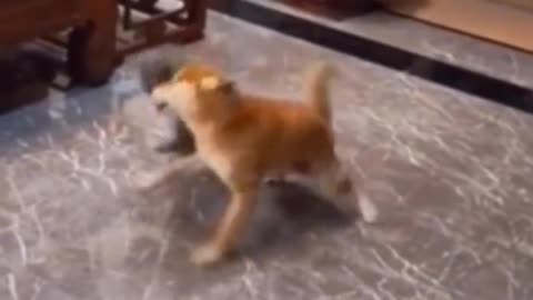 funny moment #dog #dogs #dogsoftiktok #cartiktok #funny #funnyvideos #cani #gatti #funnymoments