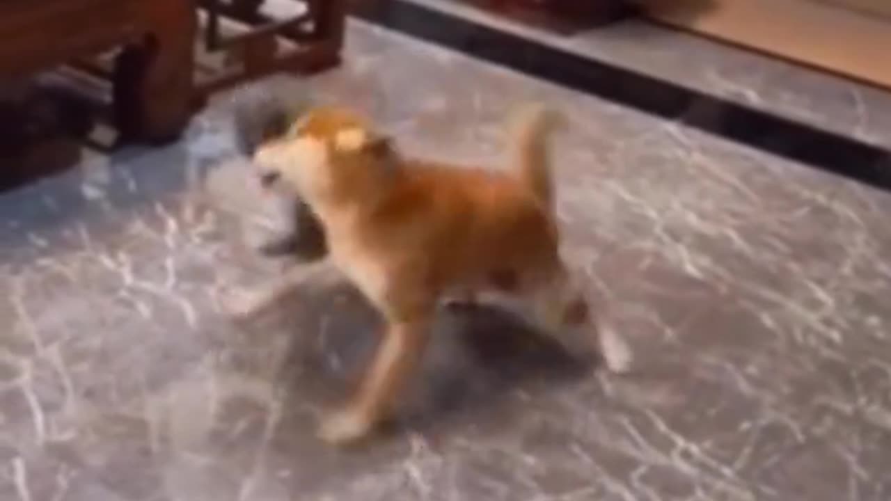 funny moment #dog #dogs #dogsoftiktok #cartiktok #funny #funnyvideos #cani #gatti #funnymoments