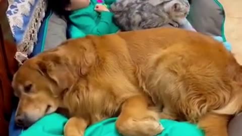 funny cat and dog video 2021