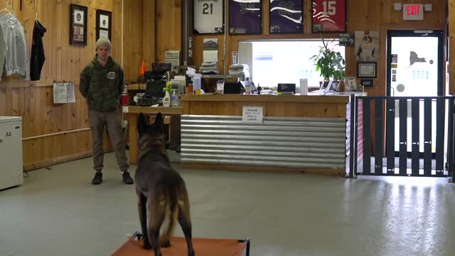 The most effective method to help your canine to go to their bed ON COMMAND