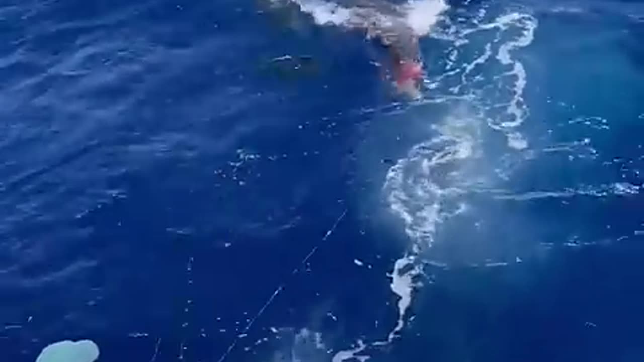 Shark Very Dangerous Attack Video Rumble App