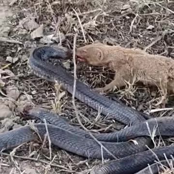 Indian cobra vs mongoose big fight