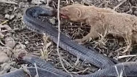 Indian cobra vs mongoose big fight