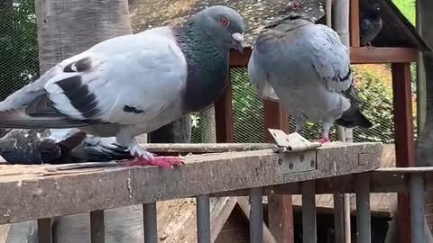 How many pigeons
