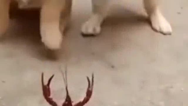 fun between dogs and lobsters